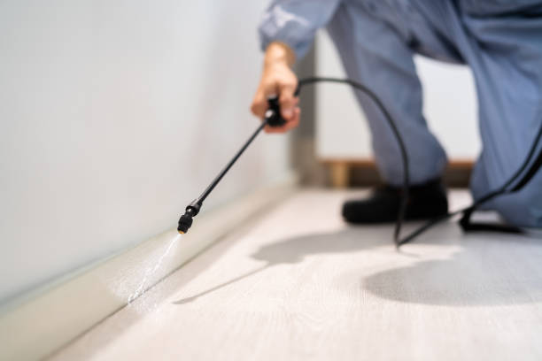 Licensed Wasp Removal service in Springfield, NJ - Show Me Pest Control