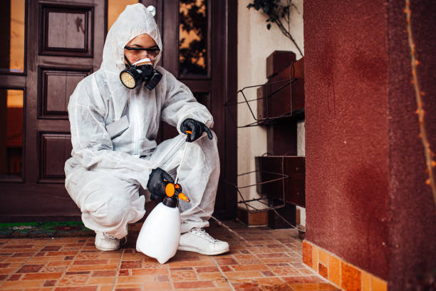 Reliable Wasp Removal contractor in Springfield, NJ by Show Me Pest Control